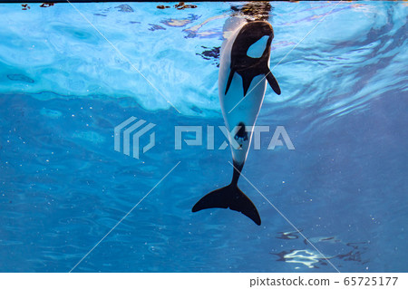 Dolphin dolphin Dolphin dolphin 65725177