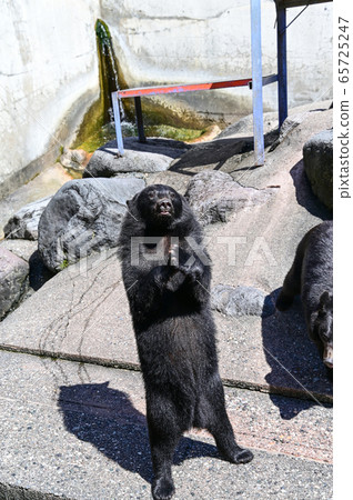 Black bear on a bear ranch begging for food 65725247