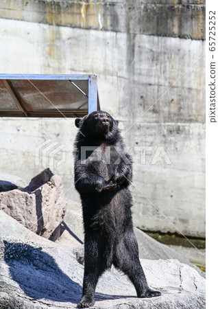 Black bear on a bear ranch begging for food 65725252