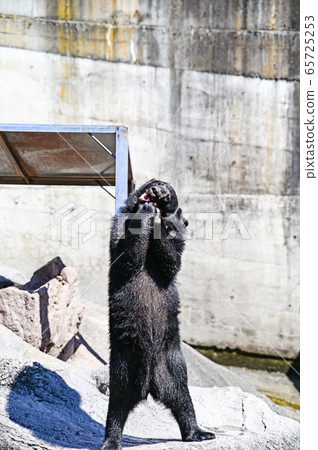 黑熊乞求食物的牧場上 黑熊乞求食物的牧場上 65725253