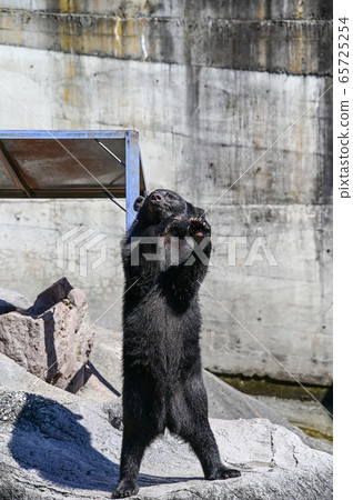 Black bear on a bear ranch begging for food 65725254