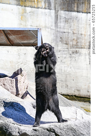 Black bear on a bear ranch begging for food 65725255