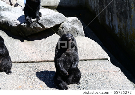 Black bear on a bear ranch begging for food 65725272