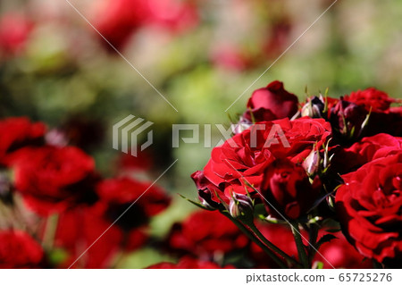 Red rose 65725276