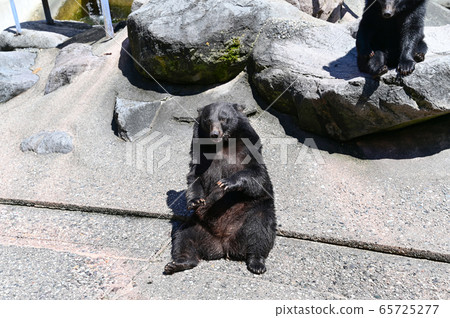Black bear on a bear ranch begging for food 65725277