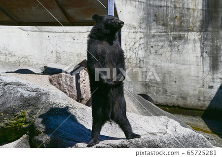 Black bear on a bear ranch begging for food Black bear on a bear ranch begging for food 65725281