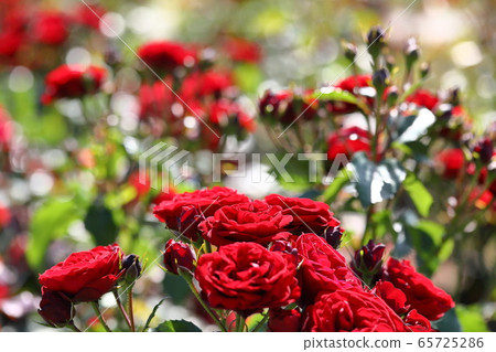 紅玫瑰 紅玫瑰 65725286