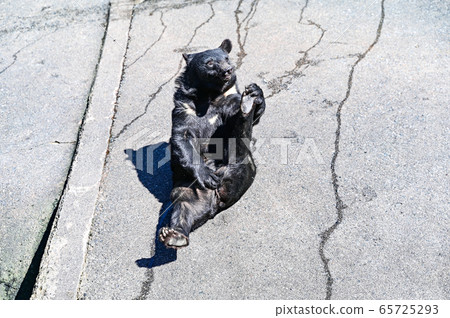 Black bear on a bear ranch begging for food 65725293