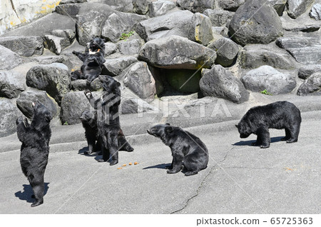 Black bear on a bear ranch begging for food 65725363