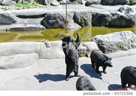 Black bear on a bear ranch begging for food 65725368