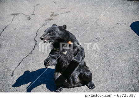 Black bear on a bear ranch begging for food 65725383