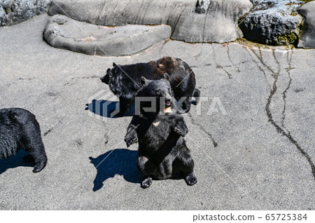 Black bear on a bear ranch begging for food 65725384