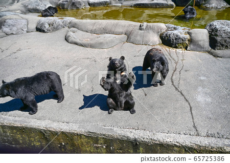 黑熊乞求食物的牧場上 黑熊乞求食物的牧場上 65725386