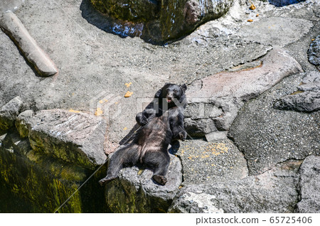 Black bear on a bear ranch begging for food 65725406