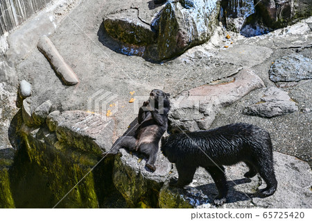 Black bear on a bear ranch begging for food 65725420