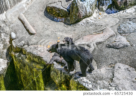 Black bear on a bear ranch begging for food 65725430