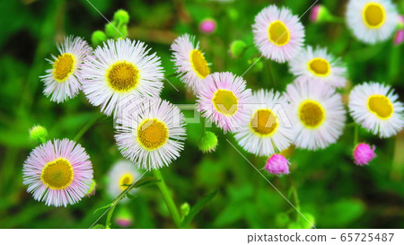 哈利恩花 哈利恩花 65725487