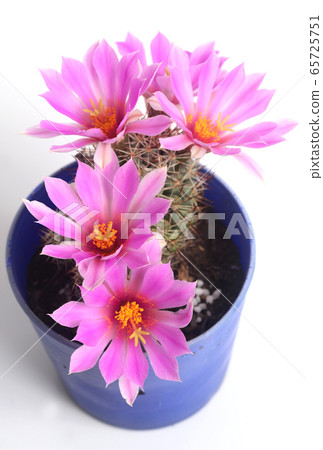 Blooming pink flower of Mammillaria schumannii Blooming pink flower of Mammillaria schumannii 65725751