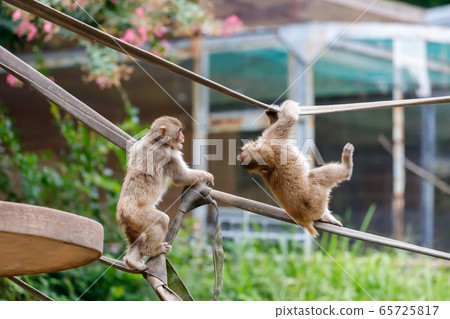 日本獼猴多摩動物園 日本獼猴多摩動物園 65725817