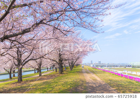 A bank of cherry trees lined with people 65725918