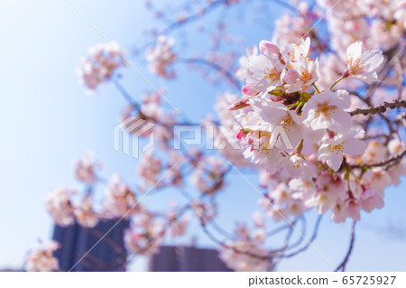 Cherry blossoms on the riverbed up Cherry blossoms on the riverbed up 65725927