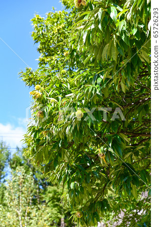 板栗樹在夏末 65726293