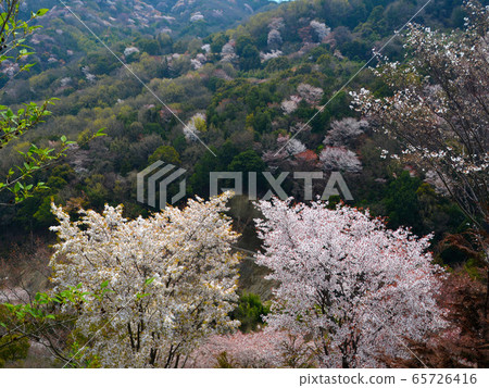 Yamazakura 1 (Minedo Pass, Sanuki City, Kagawa Prefecture) Yamazakura 1 (Minedo Pass, Sanuki City, Kagawa Prefecture) 65726416