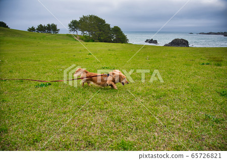 臘腸犬在淺草海岸散步 65726821