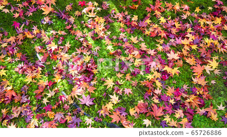 京都，秋天的顏色 65726886