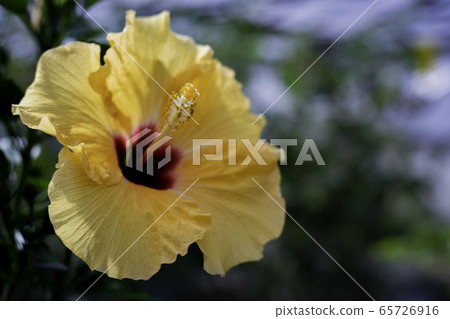 Hibiscus flowers Hibiscus flowers 65726916