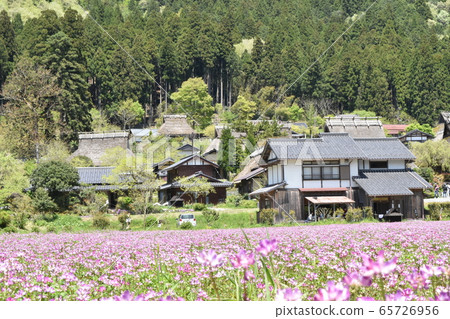 三山的荷花田 65726956