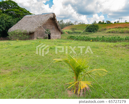Tobacco shed or barn for drying tobacco leaves in 65727279