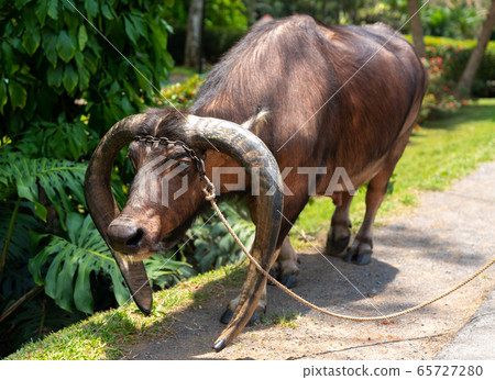 Buffalo domestic animal and sunny day Buffalo domestic animal and sunny day 65727280