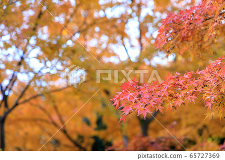 Autumn leaves of Koishikawa Korakuen Autumn leaves of Koishikawa Korakuen 65727369