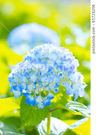 繡球 65728206
