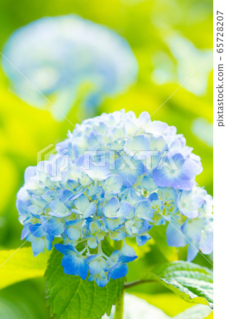 hydrangea hydrangea 65728207