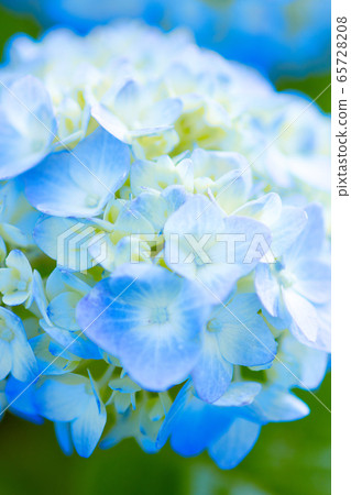 hydrangea hydrangea 65728208