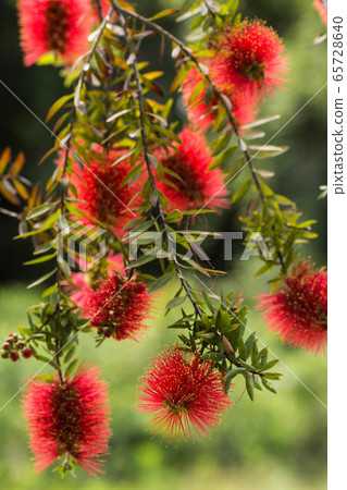 初夏之花 65728640