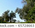 白馬橄欖樹 65728663