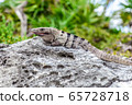 Brown Iguana Basks On Rocks 65728718