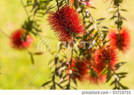 Flower of early summer 65728733