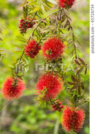 Flower of early summer 65728734
