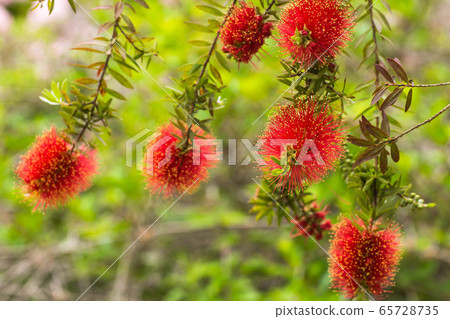 Flower of early summer 65728735