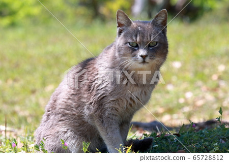 Yokonami's cat, a gentle spring (Yokonami Kuroshio Line, Kochi Prefecture) 65728812