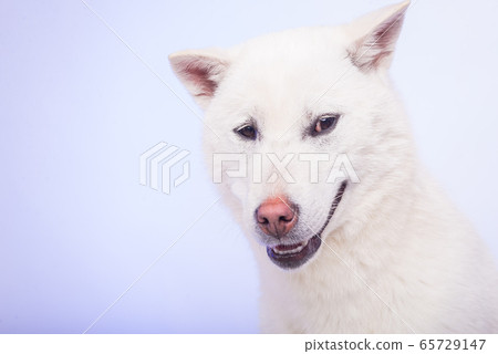 Kishu Inu white japanese beautiful dog middle size Kishu Inu white japanese beautiful dog middle size 65729147