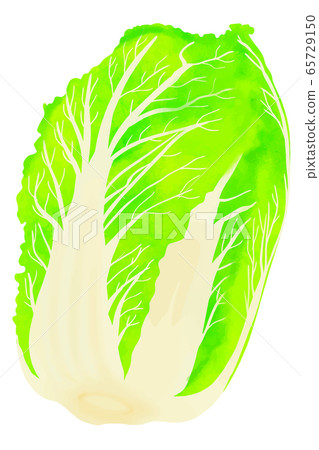 Cabbage 65729150