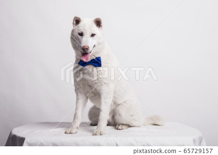 Kishu Inu white japanese beautiful dog middle size Kishu Inu white japanese beautiful dog middle size 65729157