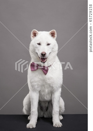 is the kishu legal in sweden