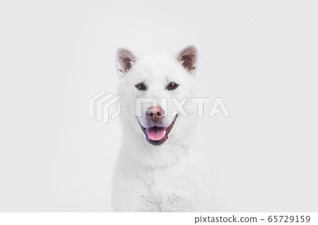 Kishu Inu white japanese beautiful dog middle size Kishu Inu white japanese beautiful dog middle size 65729159