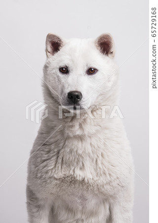 Kishu Inu white japanese beautiful dog middle size 65729168
